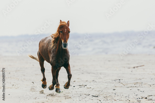 Fototapeta plaża stado klacz