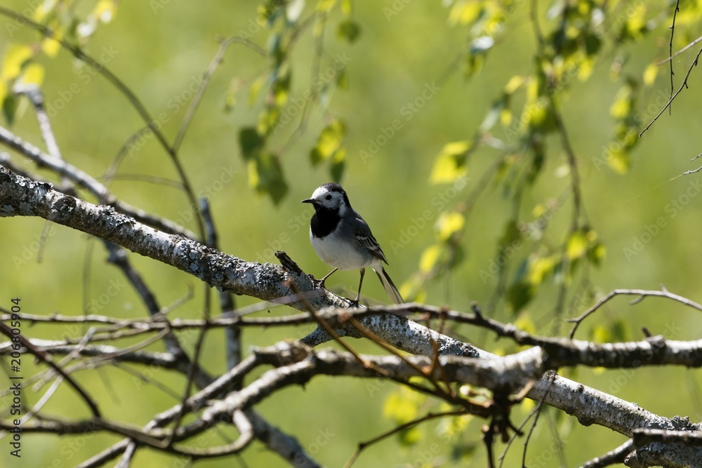 White wagtail (Motacilla alba) on a branch