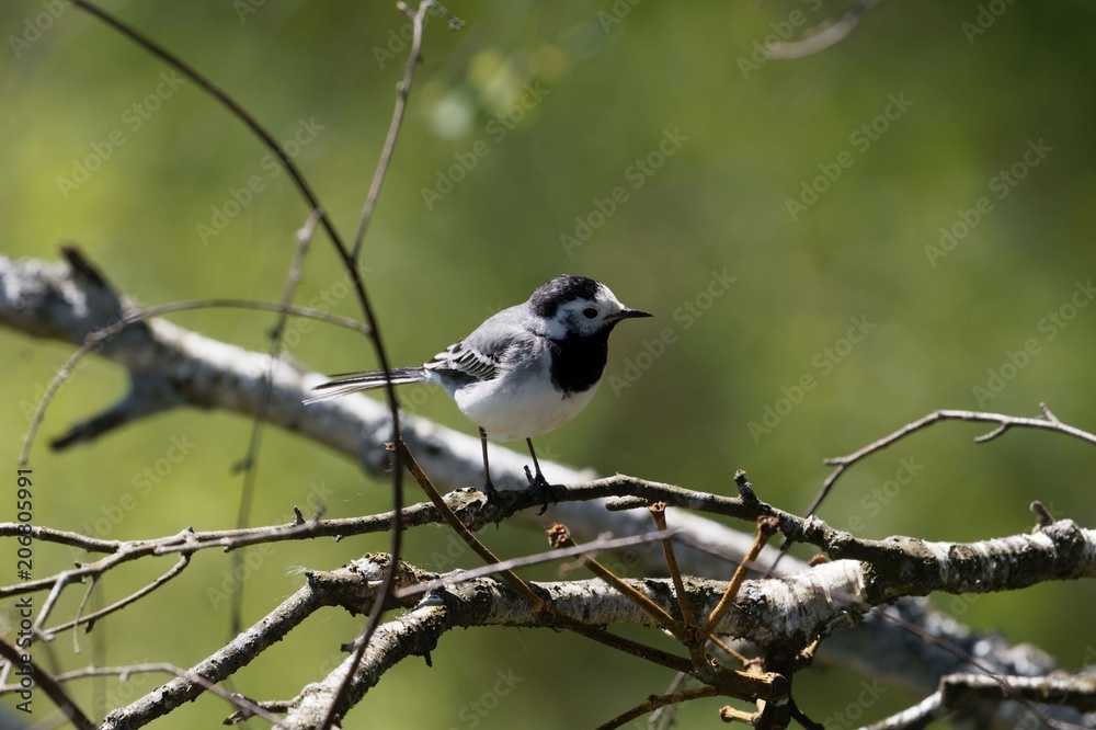 White wagtail (Motacilla alba) on a branch White wagtail (Motacilla alba) on a branch