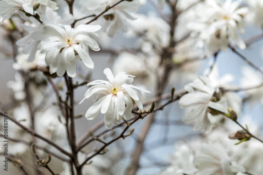 White magnolia blossom in the city park on spring sunny day