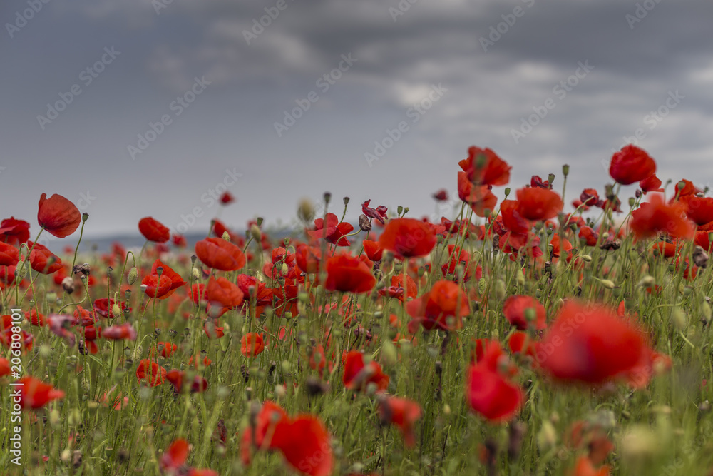 Obraz premium pole maków
