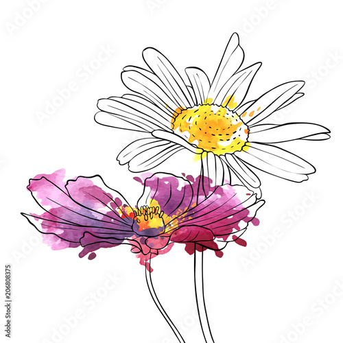 Fototapeta Naklejka Na Ścianę i Meble -  vector drawing flowers of daisy