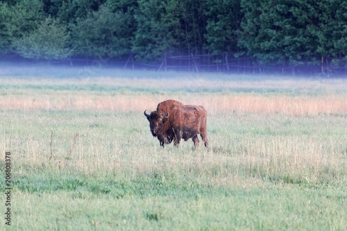 European bison bull (Bison bonasus) on meadow in the early morning and with fog. © ChrWeiss
