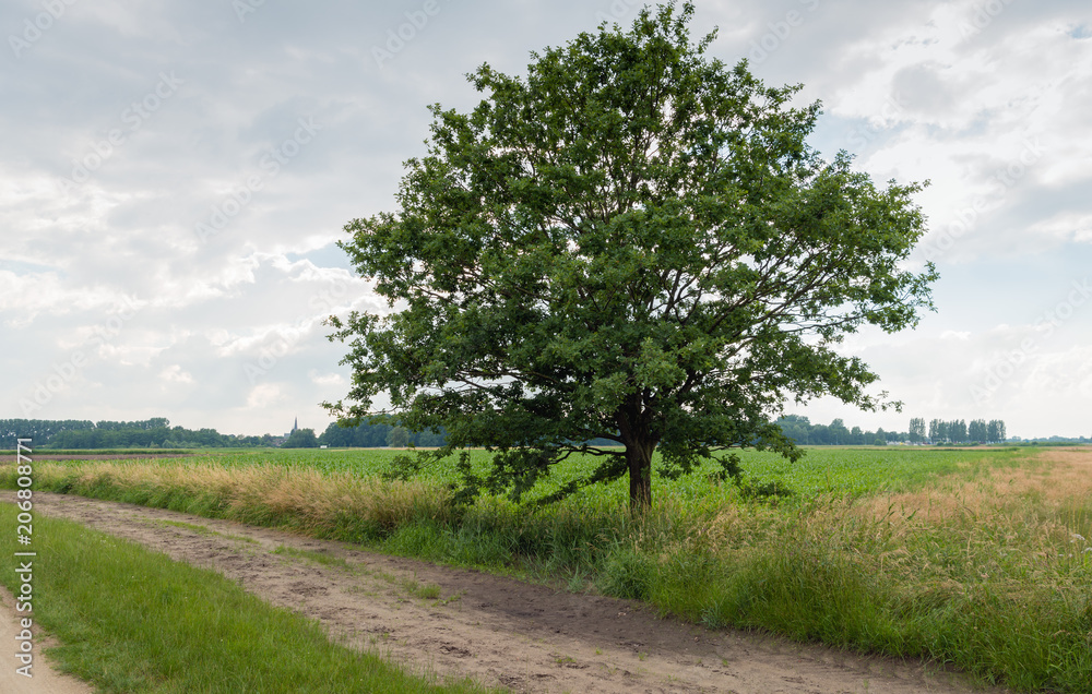 Tall tree beside a sandy path in rural landscape Tall tree beside a sandy path in rural landscape