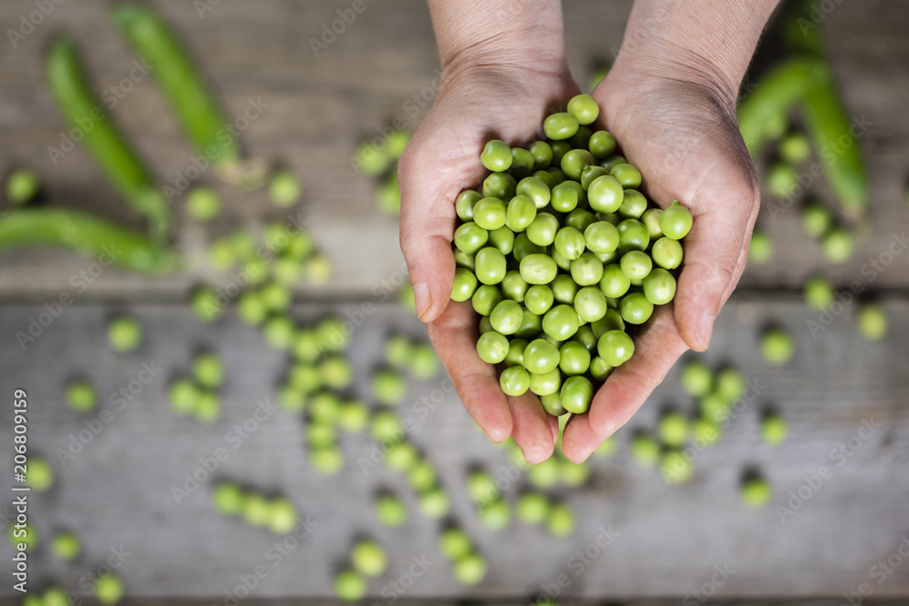 peas in women's hands peas in women's hands