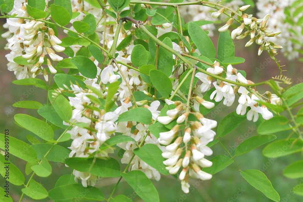 Blooming branch of white acacia. Blooming branch of white acacia.