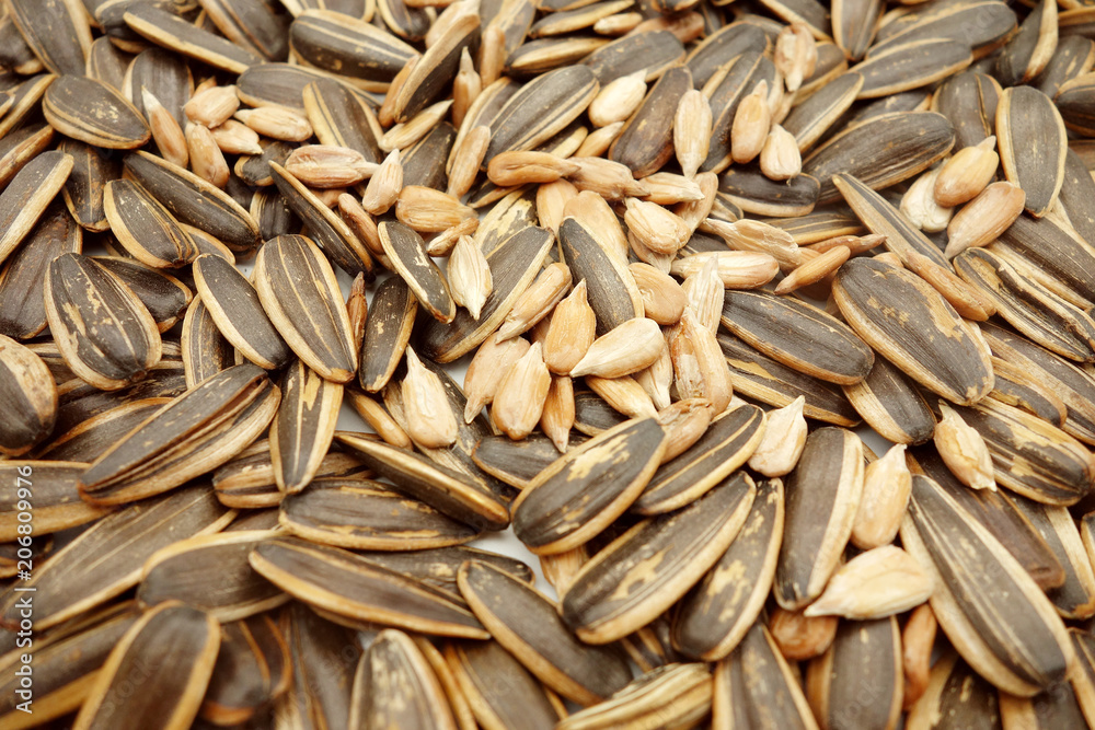 sunflower seed sunflower seed