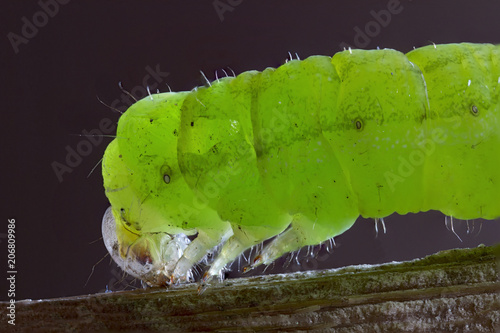 Caterpillar on green leaf photo