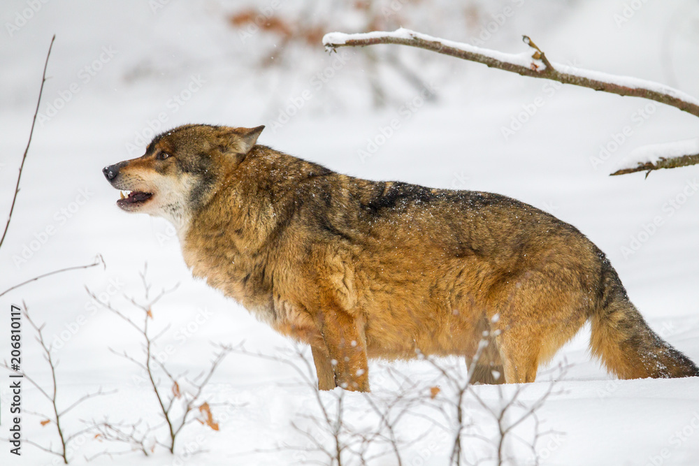 Naklejka premium Wolf (Canis lupus) im Winter im Tier-Freigelände im Nationalpark Bayrischer Wald, Deutschland.