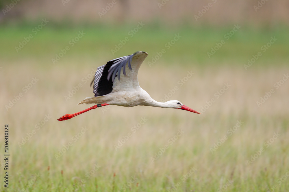 Obraz premium Ein Weißstorch (Ciconia ciconia) im Flug im Frühling im Naturschutzgebiet Mönchbruch bei Frankfurt, Hessen, Deutschland.