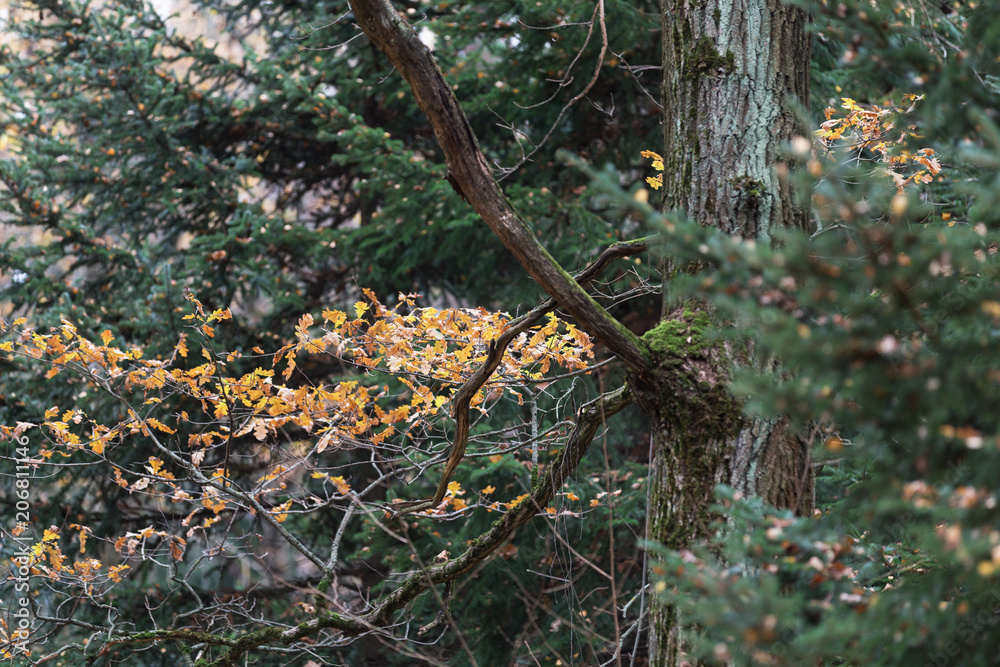 Moscow, Russia. Yellow oak leaves and clumsy branches in the autumn forest. Green spruce in the background Moscow, Russia. Yellow oak leaves and clumsy branches in the autumn forest. Green spruce in the background