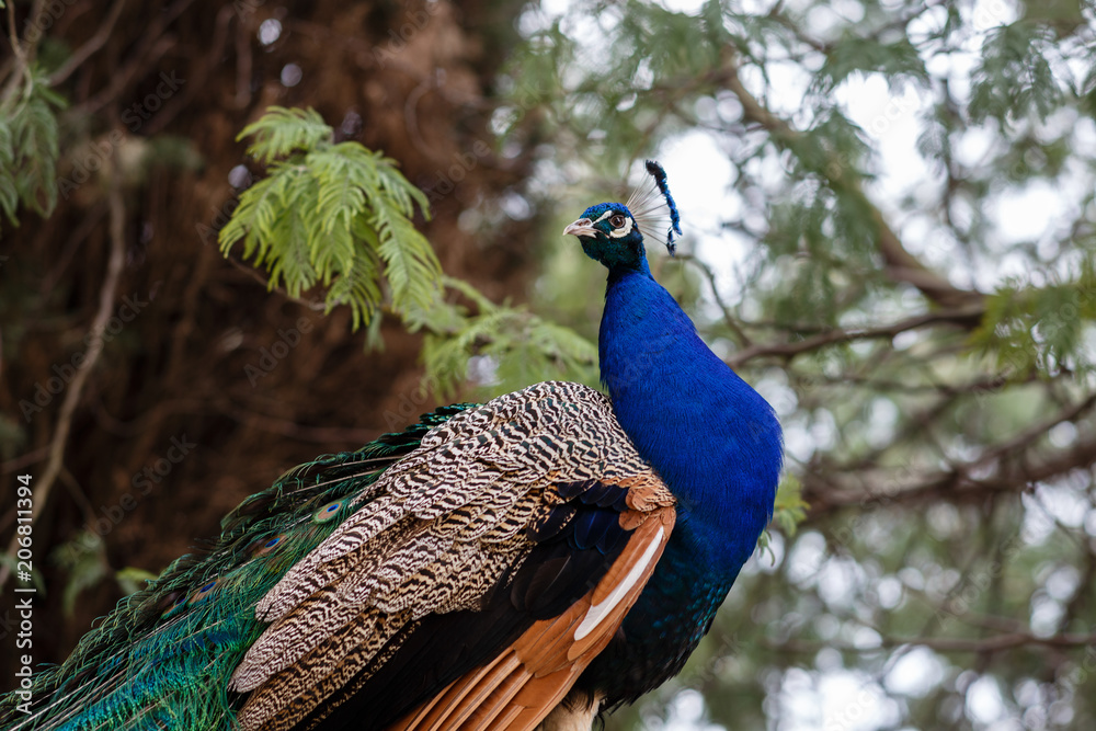 Obraz premium Sochi, Russia. Beautiful peacock (Pavo cristatus) in arboretum park. The Indian peafowl or blue peafowl, a large and brightly coloured bird. The animal looks into the camera. Background blurred