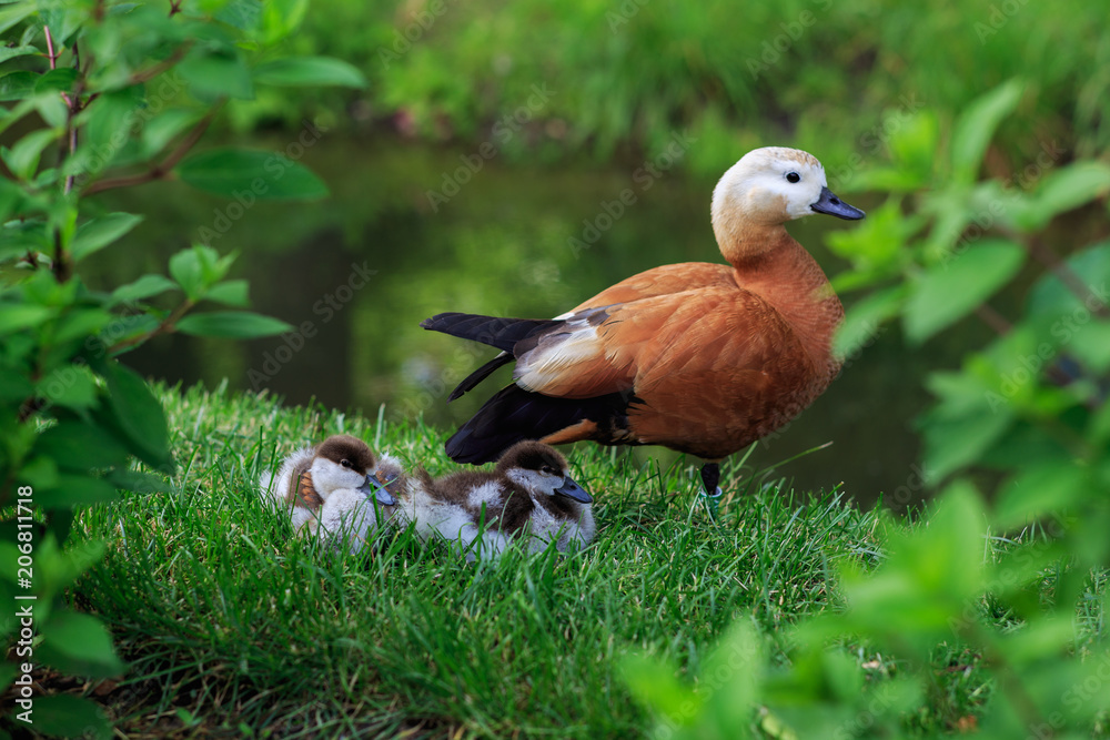 Obraz premium Moscow, Russia. Ruddy shelduck or tadorna ferruginea or brahminy duck. Mother duck protects ducklings on the shore. Birds sit on the green grass, in the background water. Animals in the city park