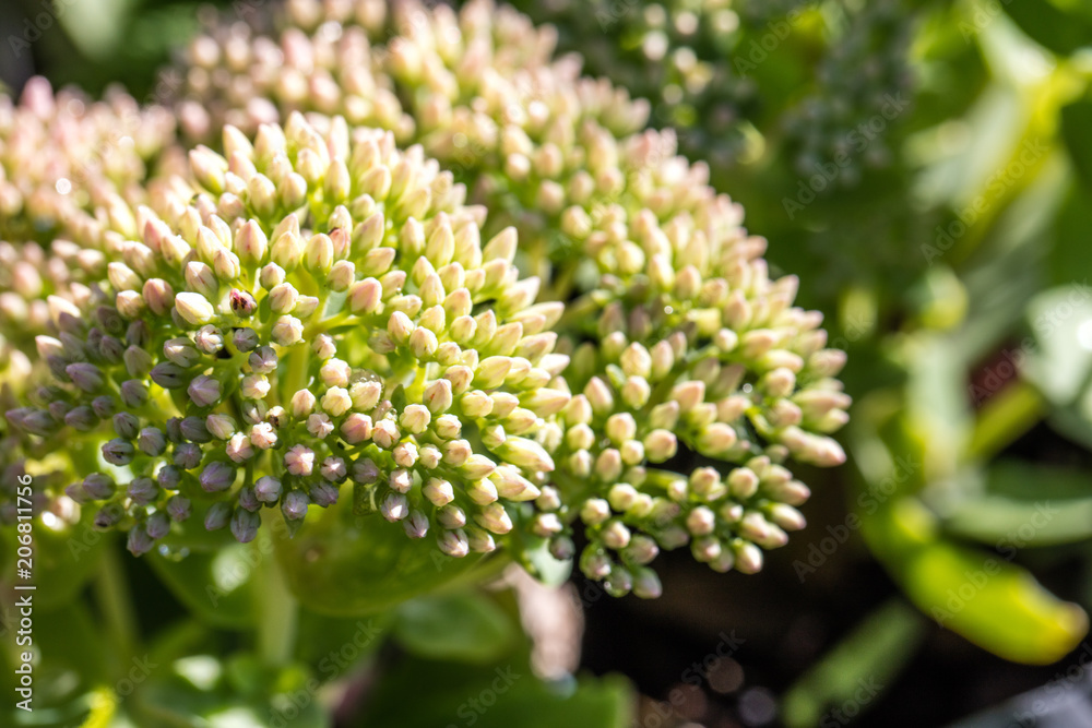 closeup of Sedum green flowers over sunny blurred background closeup of Sedum green flowers over sunny blurred background