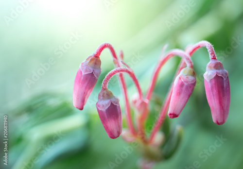 Buds of the blossoming cranberry