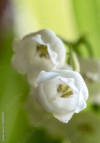 Buds of a lily of the valley