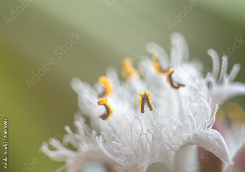 Trifola bud close up photo