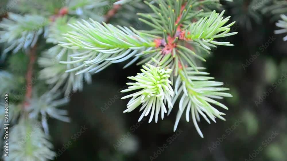 Picea, spruce, tree Picea, spruce, tree