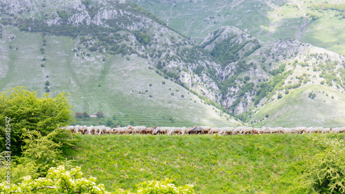 Lago Del Matese, Italy; A flock of Sheep Grazing in Mountainous Terrain