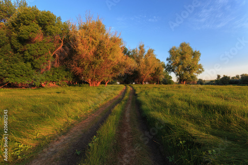 Volgograd region, Srednyaya Akhtuba, Russia. Rural road to the forest and the blue sky without clouds, the sides of the growing bright green grass. The dawn of early morning