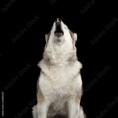 Portrait of Howl Alaskan Malamute Dog, isolated on Black Background, front view