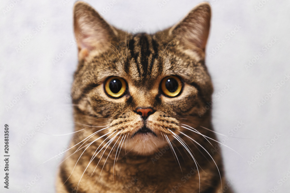 Moscow, Russia. The cat portrait breed Scottish Straight, that looks directly at the camera. The gleam in his eyes