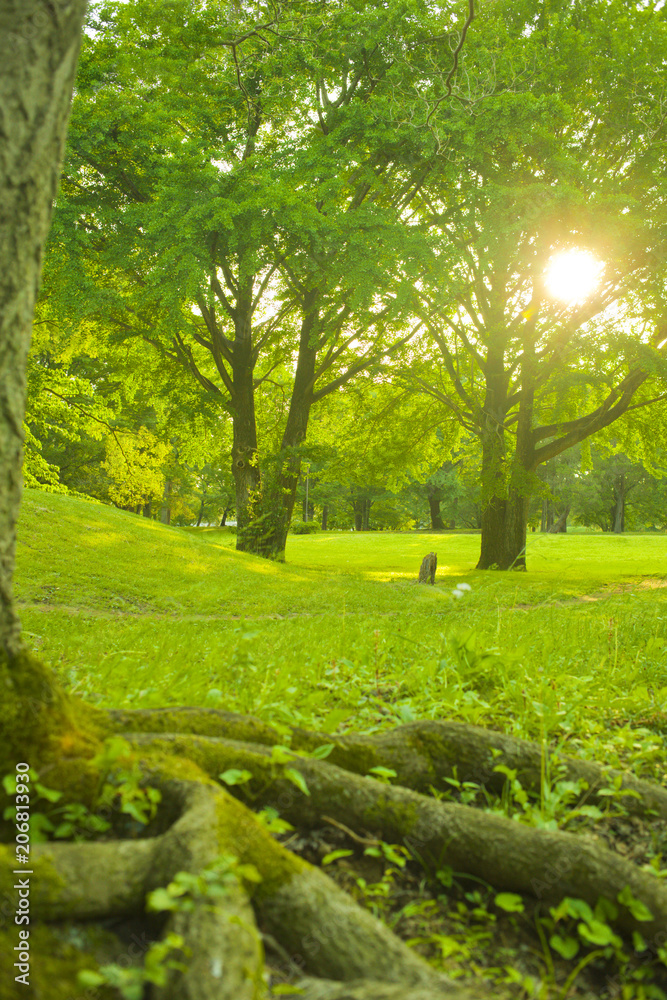 Fototapeta premium Park tree