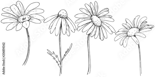 Daisy in a vector style isolated. Full name of the plant: daisy, chamomile. Vector olive tree for background, texture, wrapper pattern, frame or border.