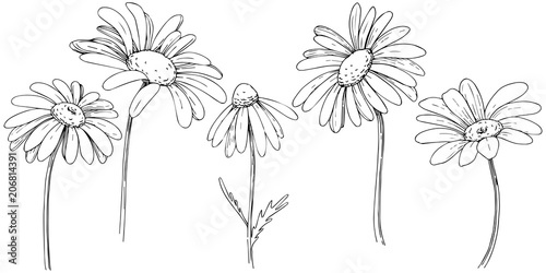 Daisy in a vector style isolated. Full name of the plant: daisy, chamomile. Vector olive tree for background, texture, wrapper pattern, frame or border.