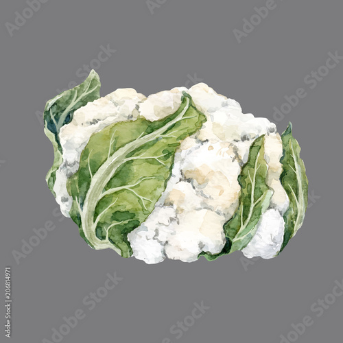 Watercolor cauliflower vector illustration