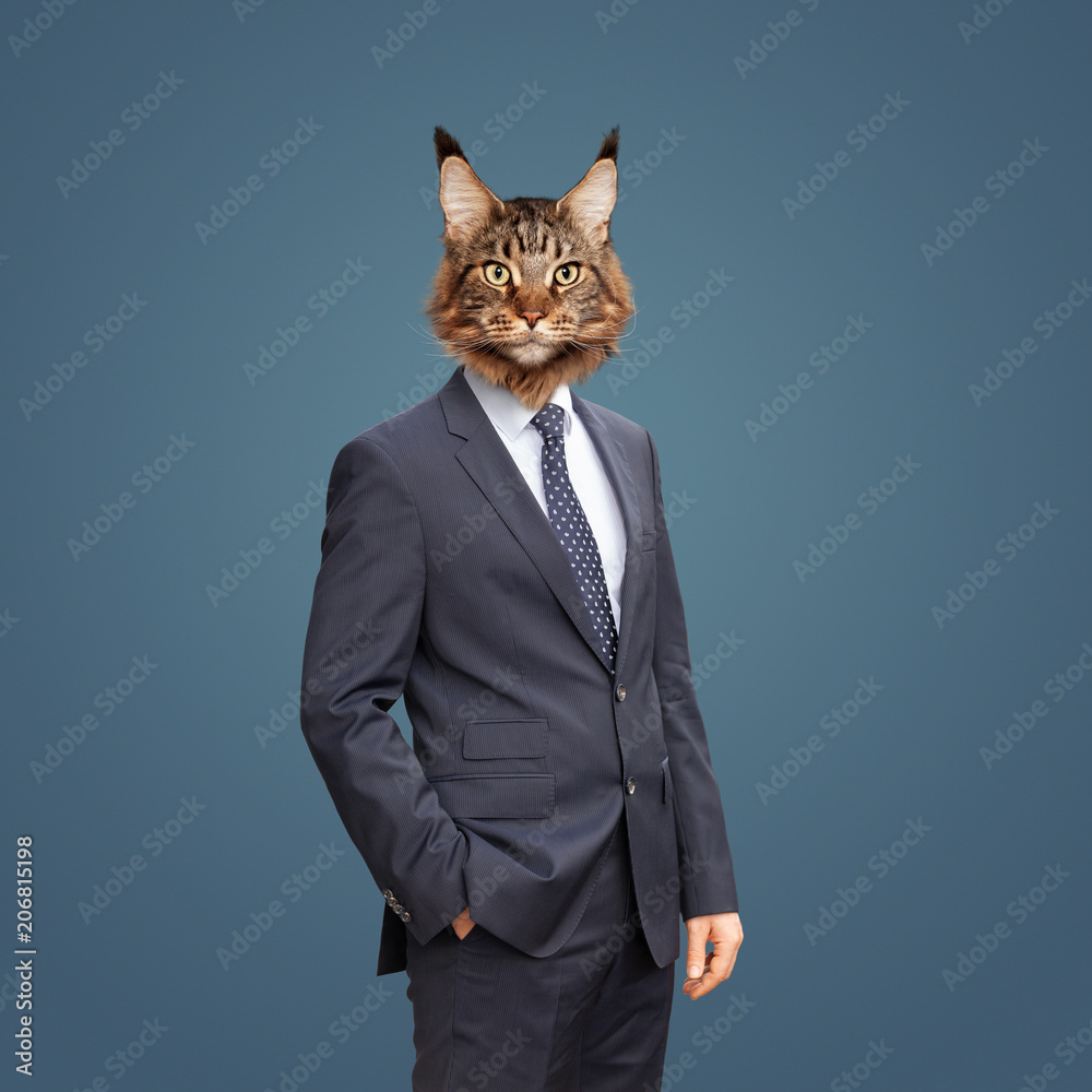 Katze im Anzug Stock Photo | Adobe Stock