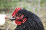 photo of big black orington cock