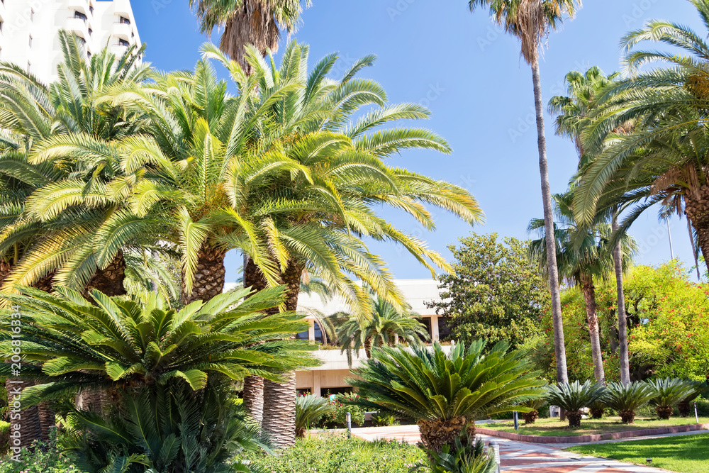 Park for walks in the hotel in the resort area is planted with many exotic plants