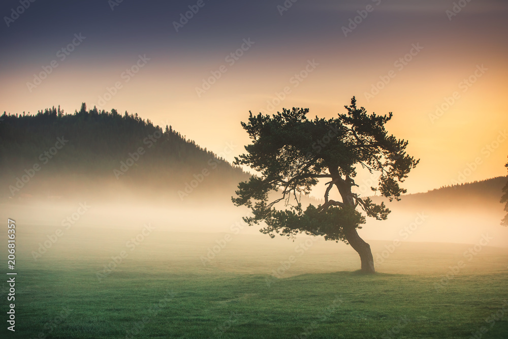 Fototapeta premium Misty morning with lonely tree in the field
