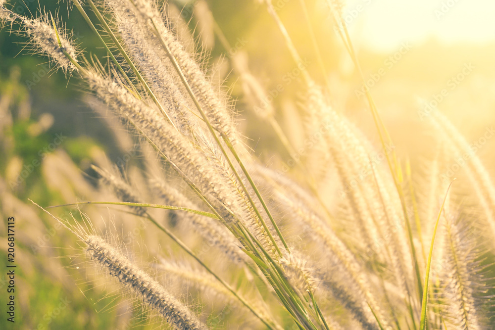 Foxtail grass flower in the field with sunlight shines Foxtail grass flower in the field with sunlight shines