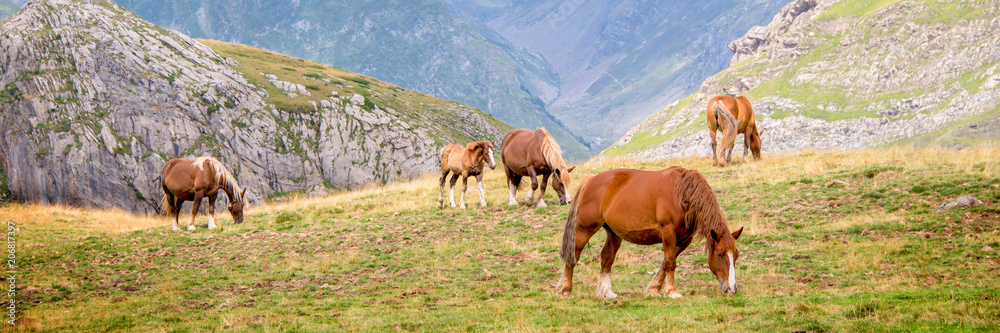 Herd of horses grazing near Pourtalet pass, Ossau valley in the Pyrenees, France