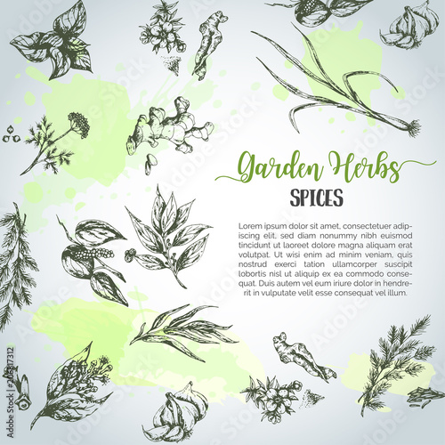 Herbs and spices background. Herb, plant, spice hand drawn set. Organic garden herbs engraving. Botanical sketches. Garlic, ginger, cloves and onion vector