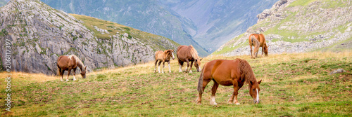 Herd of horses grazing near Pourtalet pass, Ossau valley in the Pyrenees, France © Delphotostock