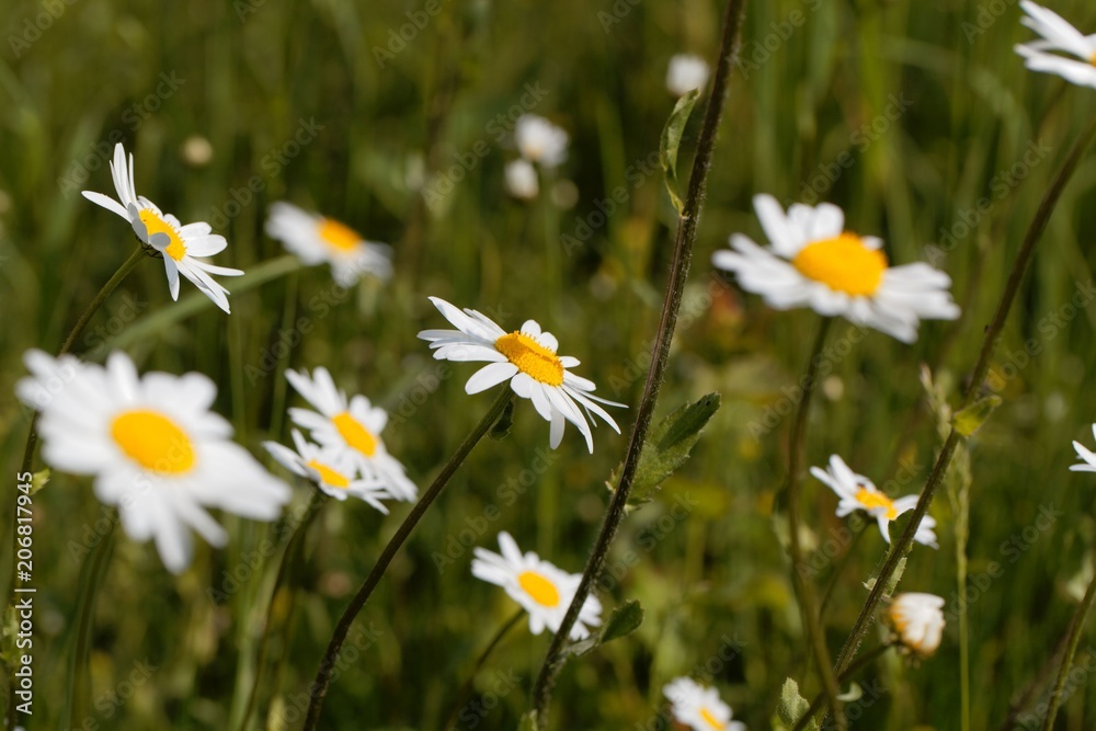 Flowers of oxeye daisies (Leucanthemum vulgare) Flowers of oxeye daisies (Leucanthemum vulgare)