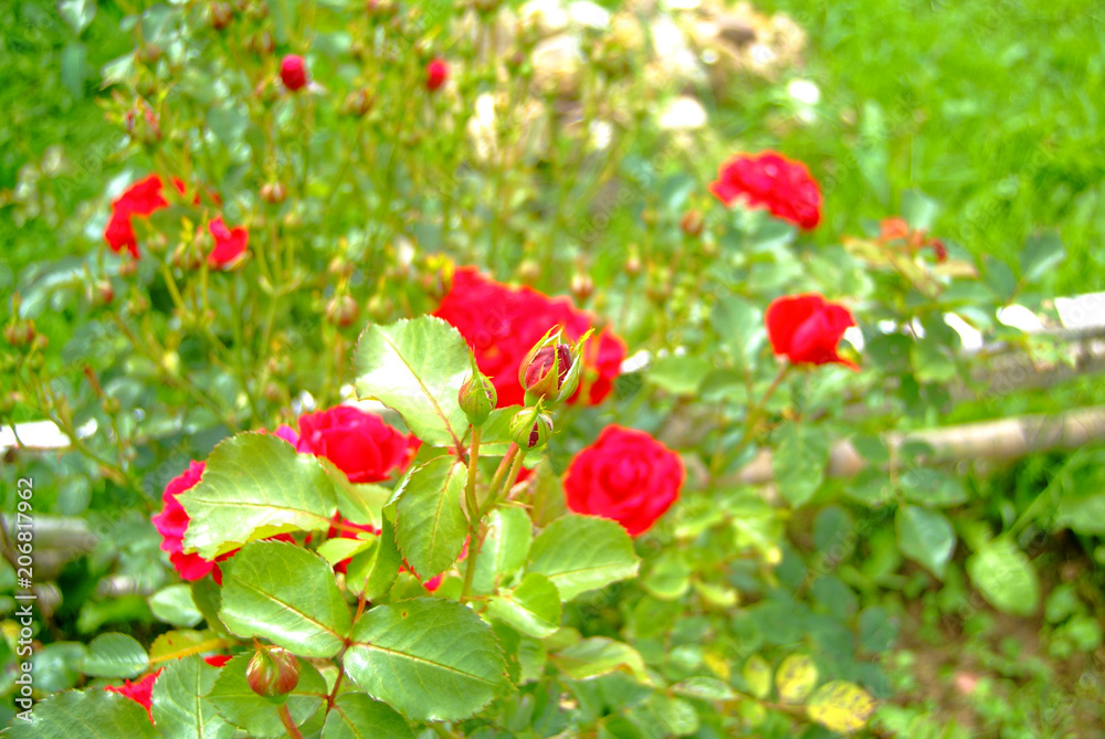 bright red tea roses in the garden bright red tea roses in the garden