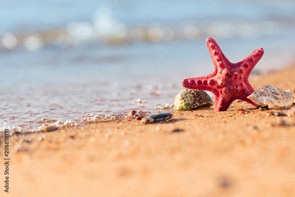 Summer beach in a tropical paradise with a seashell and starfish on golden sand. Summer beach in a tropical paradise with a seashell and starfish on golden sand.