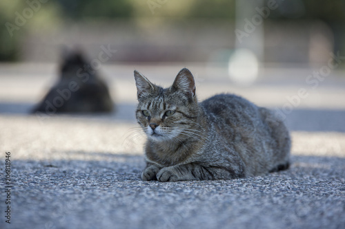 Gatto randagio photo