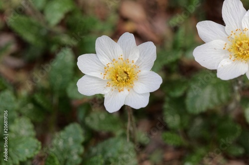 Flower of a mountain avens  Dryas octopetala 