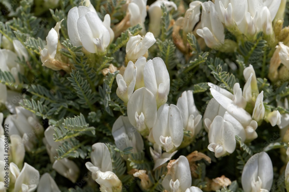 Fototapeta premium Flowers of the milkvetch Astragalus angustifolius