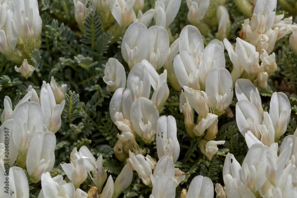 Flowers of the milkvetch Astragalus angustifolius Flowers of the milkvetch Astragalus angustifolius