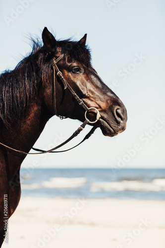A head of wild horse on the beach in a close up. © Photocreo Bednarek
