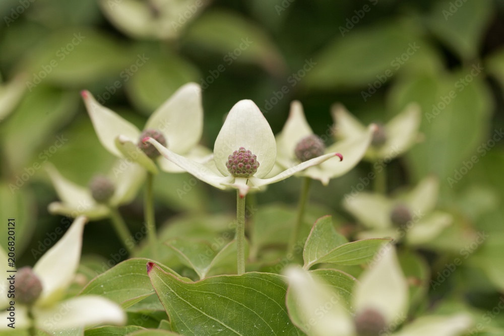Flower of a Korean dogwood (Cornus kousa) Flower of a Korean dogwood (Cornus kousa)