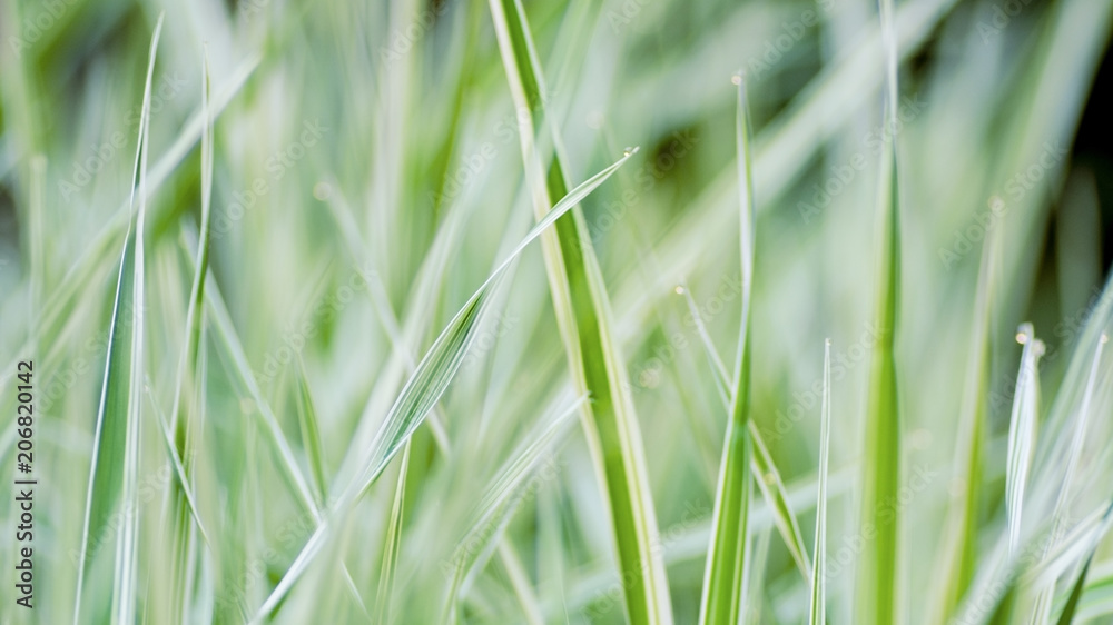 Close up of fresh thick grass nature background Close up of fresh thick grass nature background
