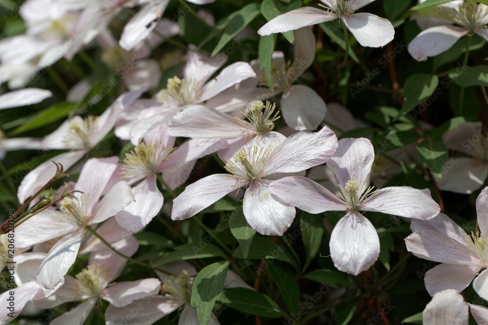 Mountain clematis (Clematis montana) Mountain clematis (Clematis montana)