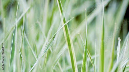 Close up of fresh thick grass nature background
